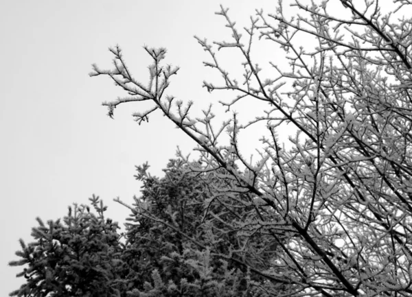 Buzlu ağaçlar — Stok fotoğraf