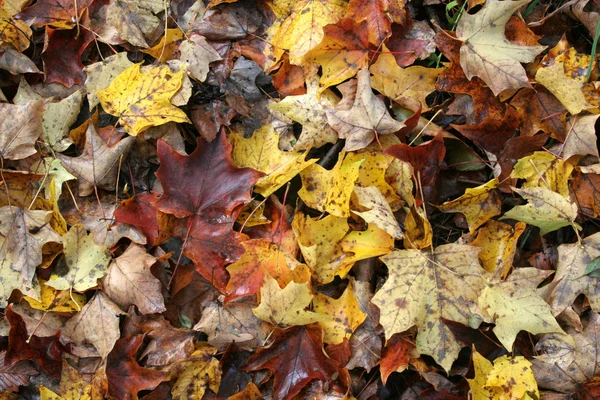 Sonbaharda akçaağaç orman zemini — Stok fotoğraf
