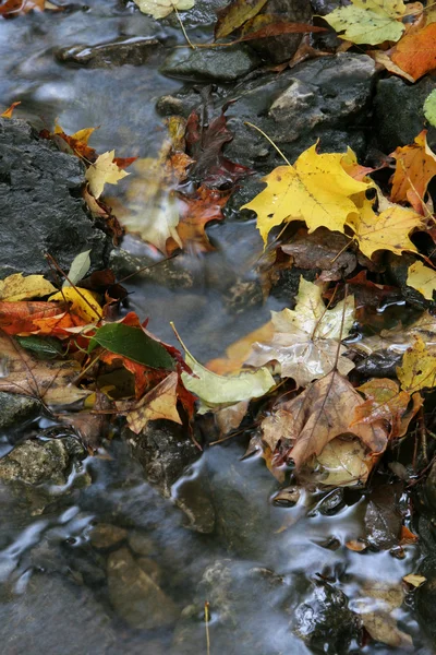 Feuillage du ruisseau d'automne — Photo