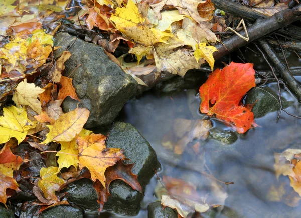 Lit de ruisseau d'automne — Photo
