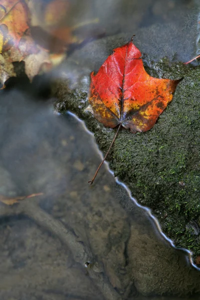 Яскраві червоні листя біля струмка — стокове фото