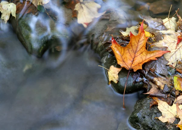 Помаранчеві листя і потік — стокове фото