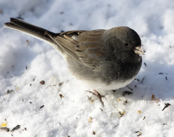 Junco with Snow on Beak Royalty Free Stock Images