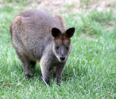 Bennett? s Wallaby