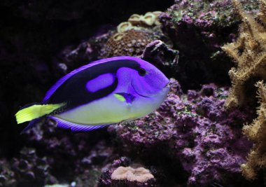 Regal tang