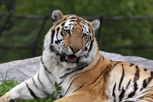 Tigre siberiano de boca aberta — Fotografia de Stock