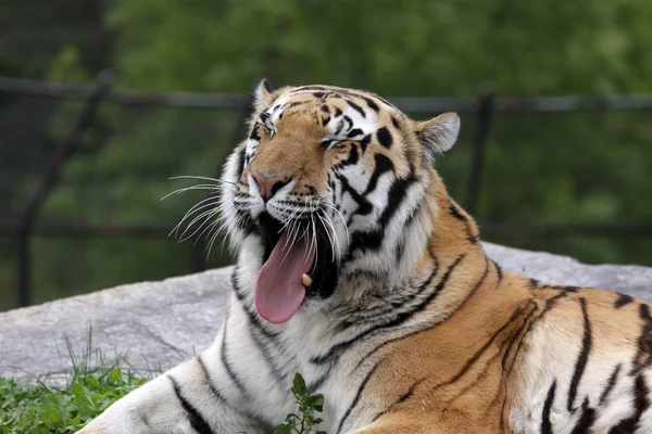 Tigre siberiano bostezando — Foto de Stock