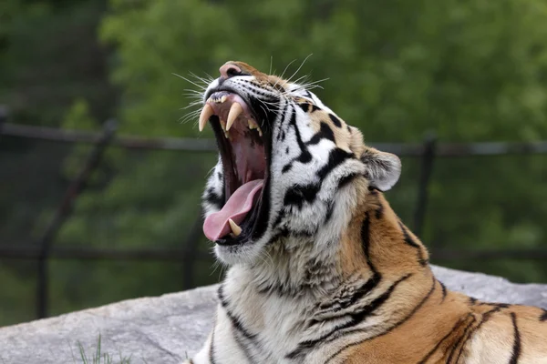Tigre siberiano rugindo — Fotografia de Stock