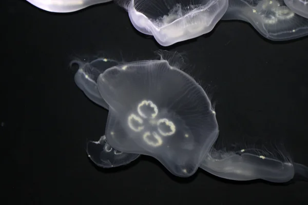 Лунные медузы — стоковое фото