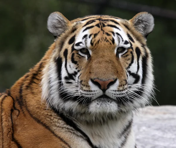 Sibiřský tygr profil — Stock fotografie