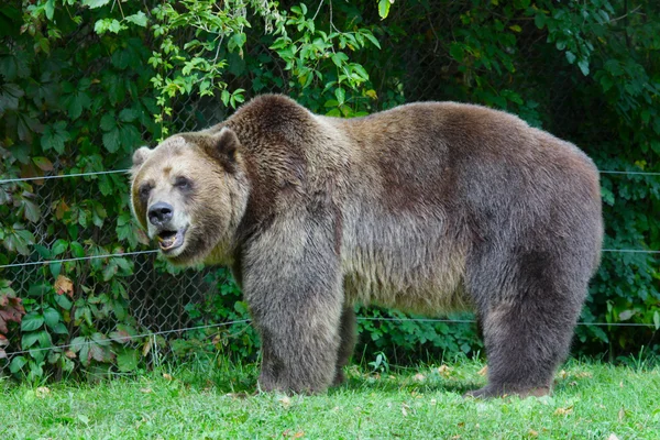 Grizzly medve — Stock Fotó