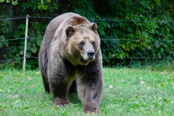 Grizzly ambulante — Fotografia de Stock