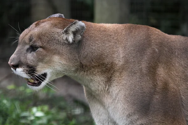 Sinsi sinsi Cougar — Stok fotoğraf