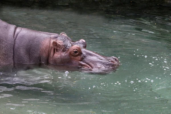 stock image Swimming Hippo