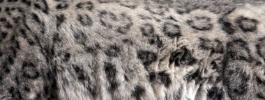Snow Leopard Pelt clipart