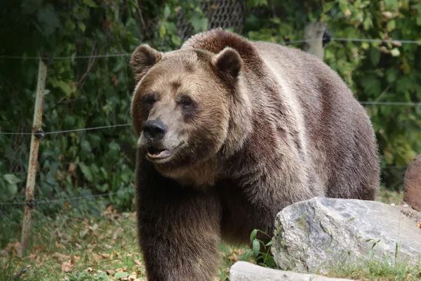 Paseando oso pardo —  Fotos de Stock