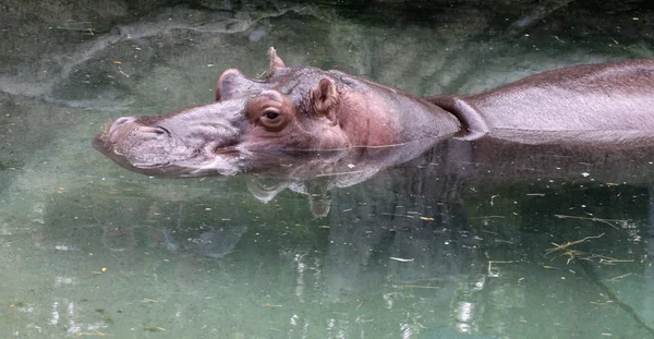 Hippo Reflection — Stock Photo, Image