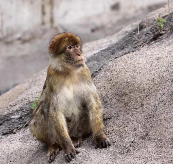 Macaco bárbaro — Fotografia de Stock