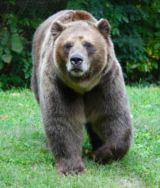Grizzly em movimento — Fotografia de Stock