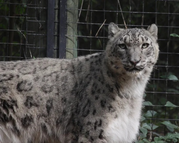 Snow Leopard à la recherche — Photo