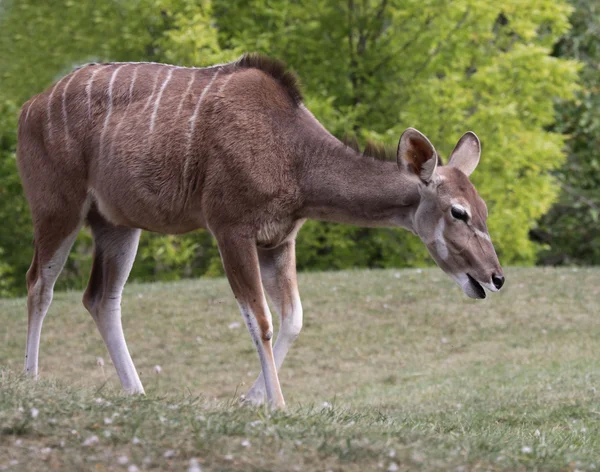 Gran Kudu Comer —  Fotos de Stock