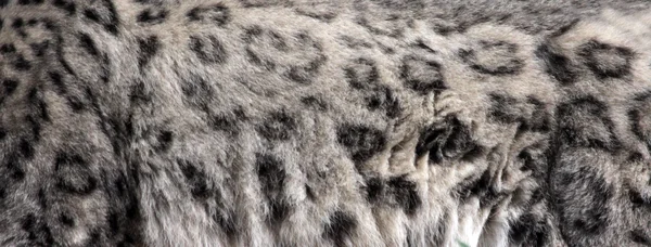 Snow Leopard Pelt