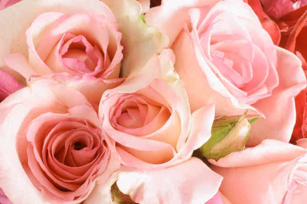 Rosas rosadas —  Fotos de Stock