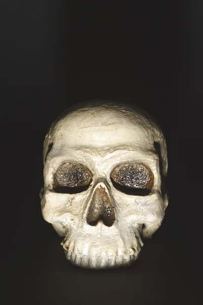 Cráneo artificial — Foto de Stock