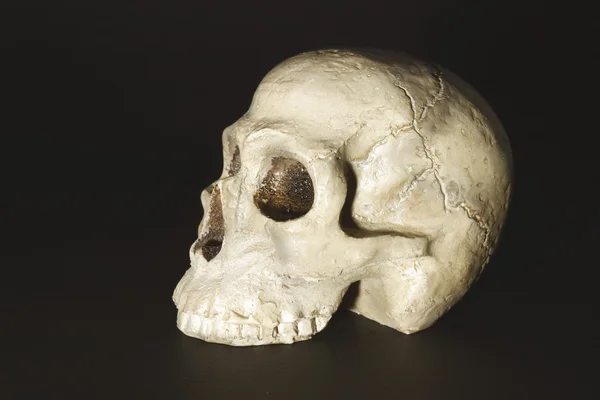 Искусственный череп — стоковое фото