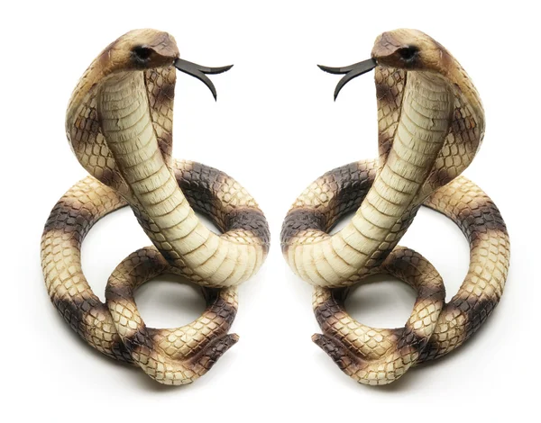 Cobras de borracha — Fotografia de Stock