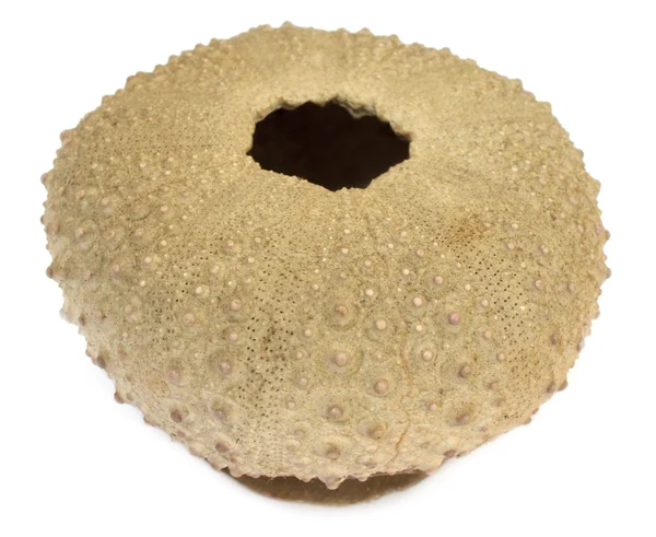 Ashtray made of sea shell — Stock Photo, Image