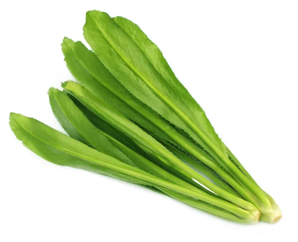 Eryngium foetidum o hojas largas de cilantro —  Fotos de Stock