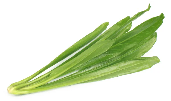 Eryngium foetidum o hojas largas de cilantro —  Fotos de Stock