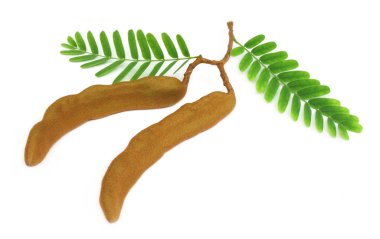 Tamarinds with green leaves clipart