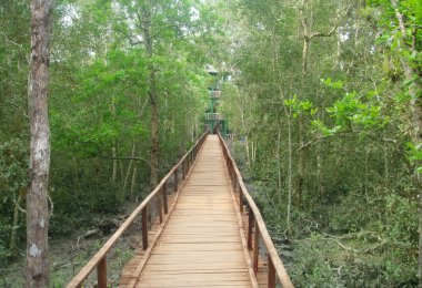 Wooden bridge through muddy Sundarban forest clipart