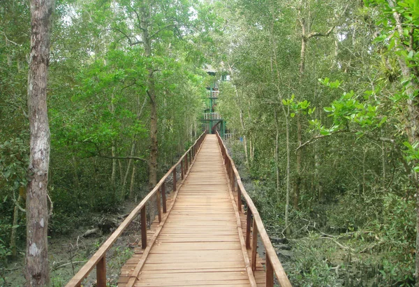 Wooden bridge through muddy Sundarban forest — Stock Photo, Image