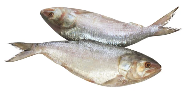 Popular Ilish peixe do Sudeste Asiático — Fotografia de Stock
