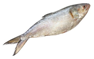 Popular Ilish fish of Southeast Asia clipart