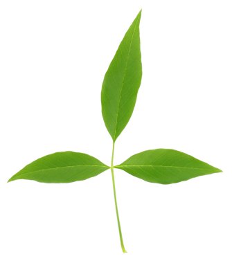 Vitex Negundo or Medicinal Nishinda leaves clipart