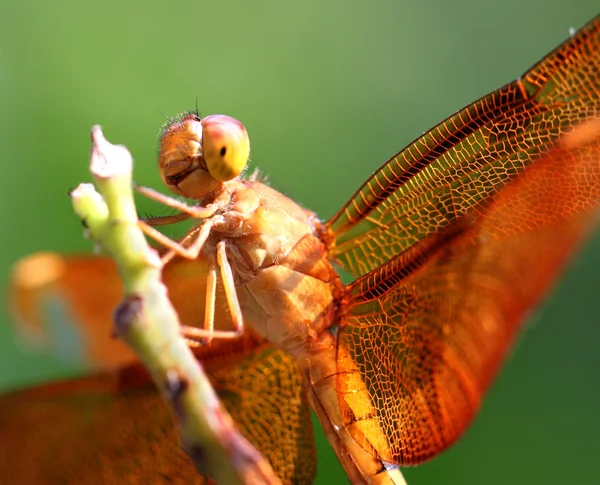 Stock image Dragonfly macro