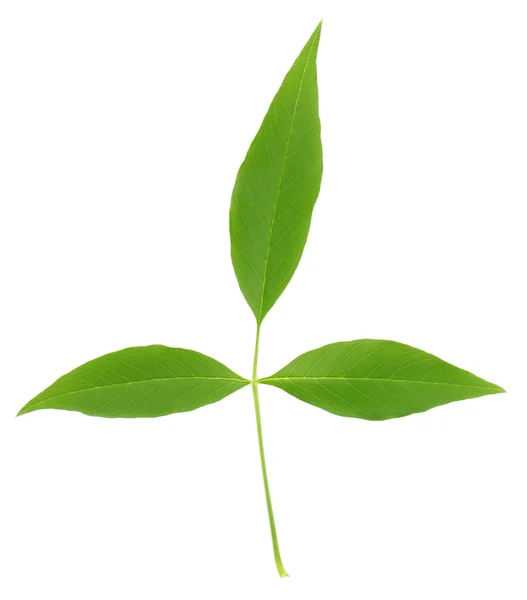 Vitex negundo oder medizinische Nishinda-Blätter — Stockfoto