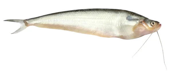 Süßwasser-Pabda-Fische aus Südostasien — Stockfoto