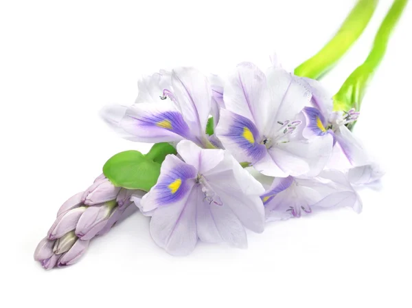 Vattenhyacinter blomma — Stockfoto