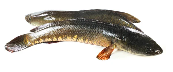 Olbrzym snakehead ryb — Zdjęcie stockowe