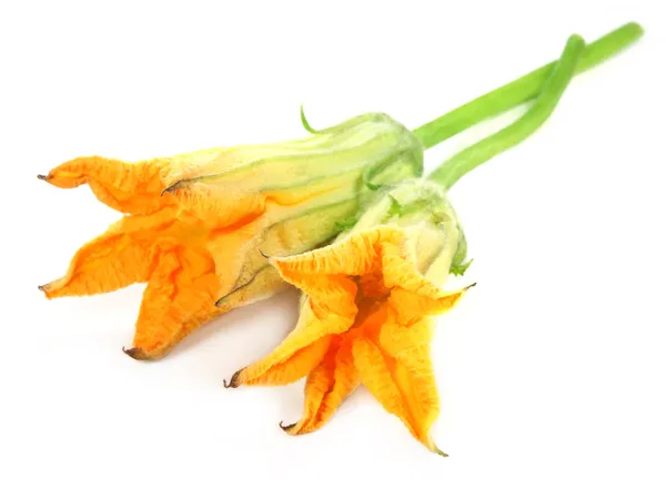 Yemeklik kabak çiçeği — Stok fotoğraf
