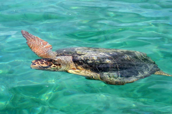 Морская черепаха — 图库照片