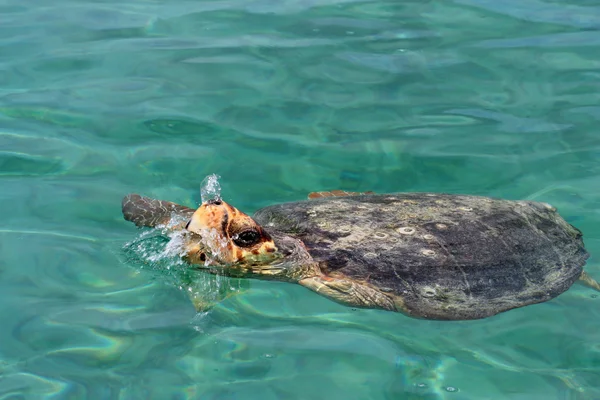 Морская черепаха — Stock fotografie