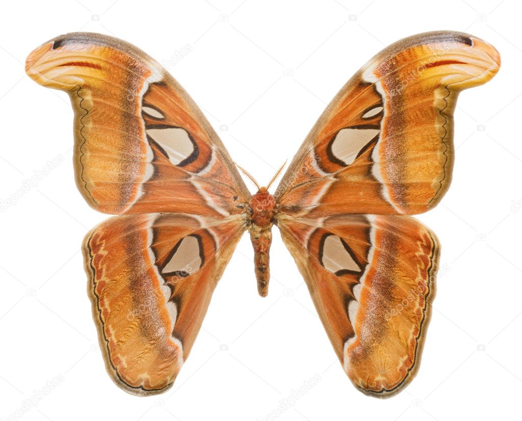 Attacus atlas фото