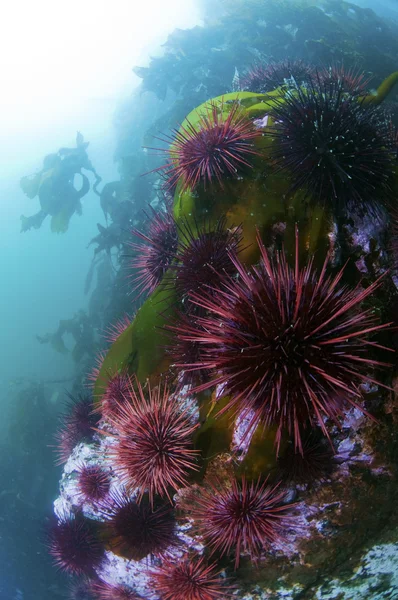 Colônia Urchin — Fotografia de Stock