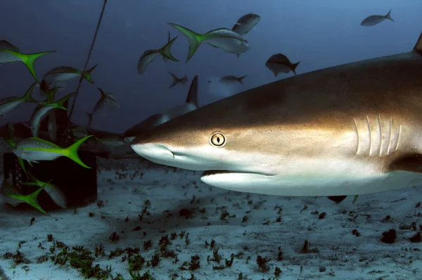 Karayip resif köpekbalığı — Stok fotoğraf